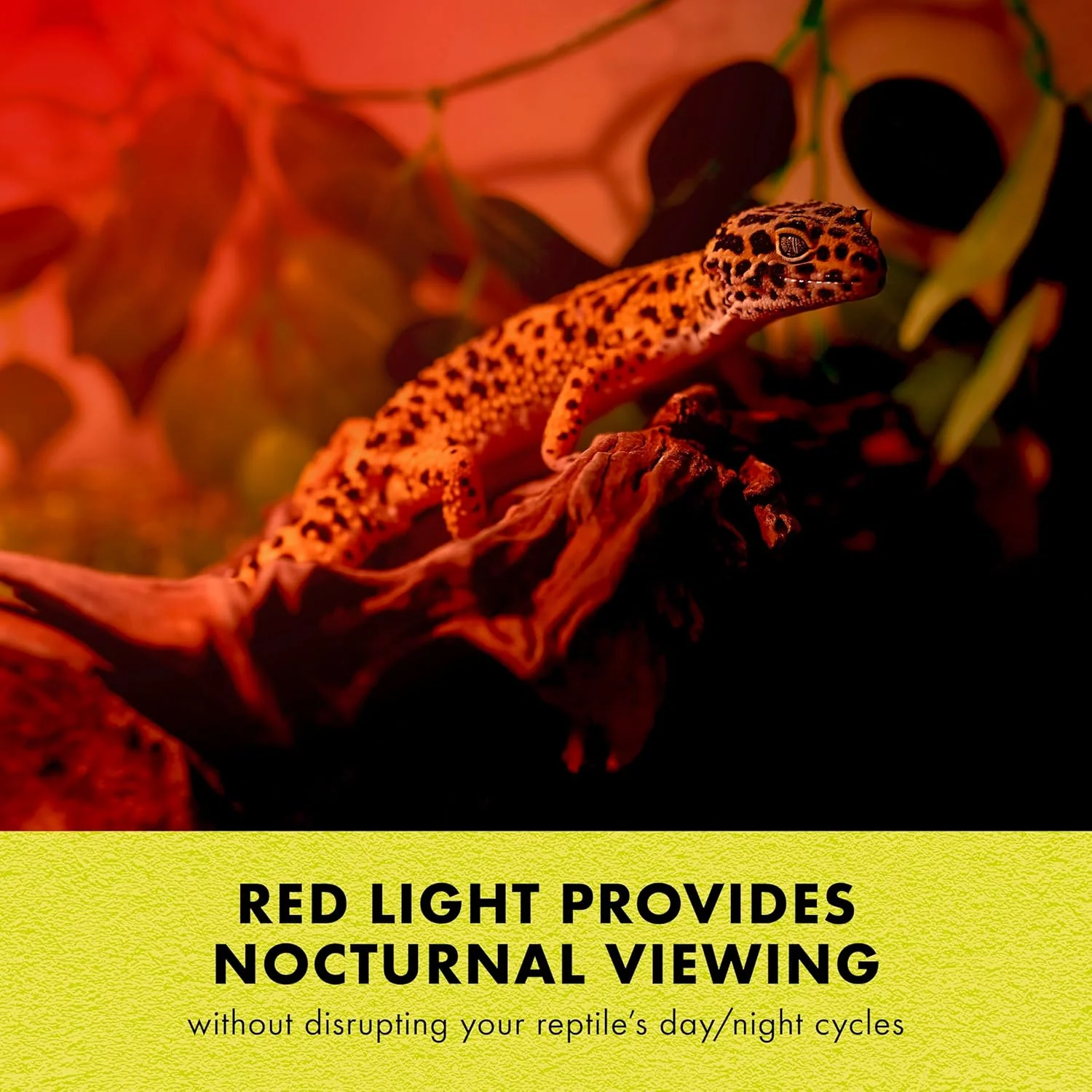Click to see full view Zilla Reptile Terrarium Incandescent Heat Spot Bulb, Night Red - Image 4