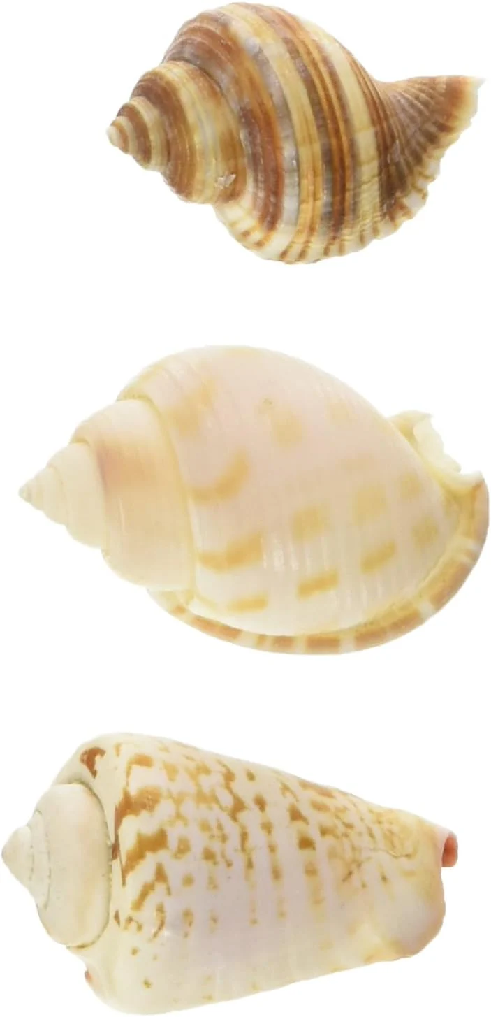 Zoo Med Laboratories Growth Hermit Crab Shells - Image 3