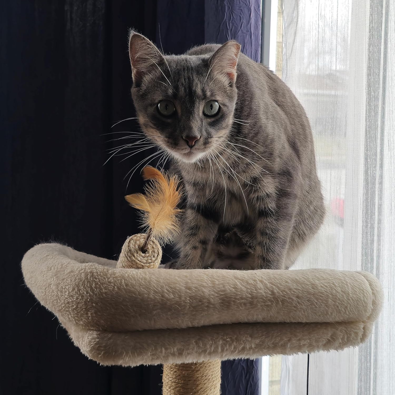 SPOT Naturals Silver Vine Cat Toy – Natural Interactive Enrichment for Cats, Stimulates Play and Reduces Stress, Durable and Safe, Perfect for Indoor Cats and Kittens, Assorted Styles, 1 Piece - Image 5