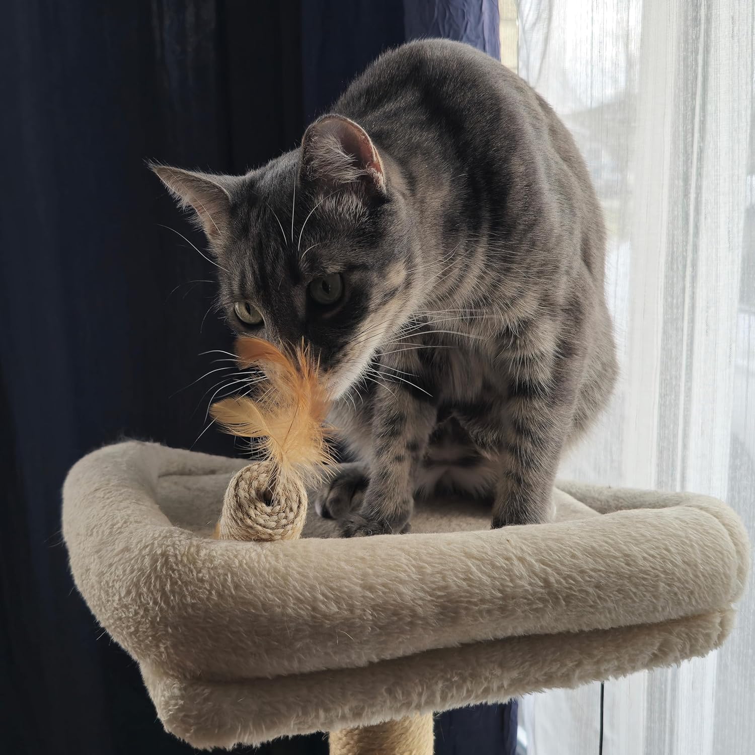 SPOT Naturals Silver Vine Cat Toy – Natural Interactive Enrichment for Cats, Stimulates Play and Reduces Stress, Durable and Safe, Perfect for Indoor Cats and Kittens, Assorted Styles, 1 Piece - Image 6