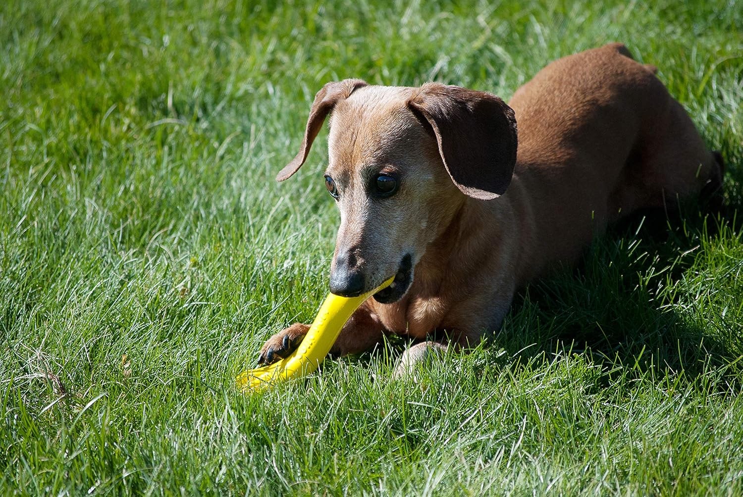 Jolly Pets® Jolly Bone Durable Interactive Float Chew Dog Toy - Image 3