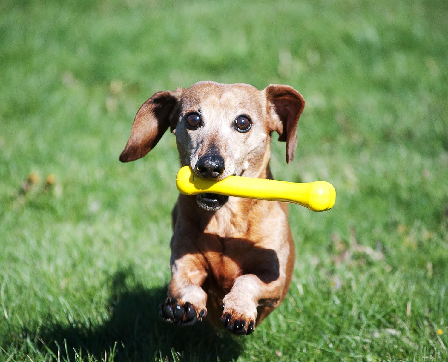 Jolly Pets® Jolly Bone Durable Interactive Float Chew Dog Toy - Image 4