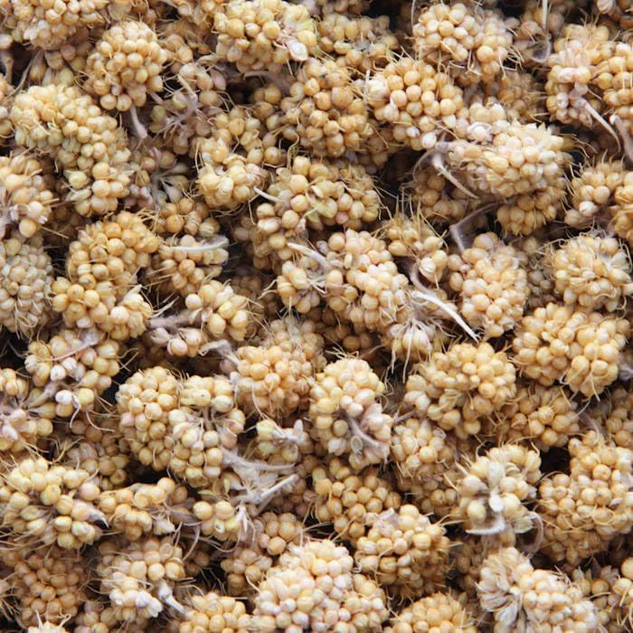 Higgins Sunburst Millet Bits - Image 2
