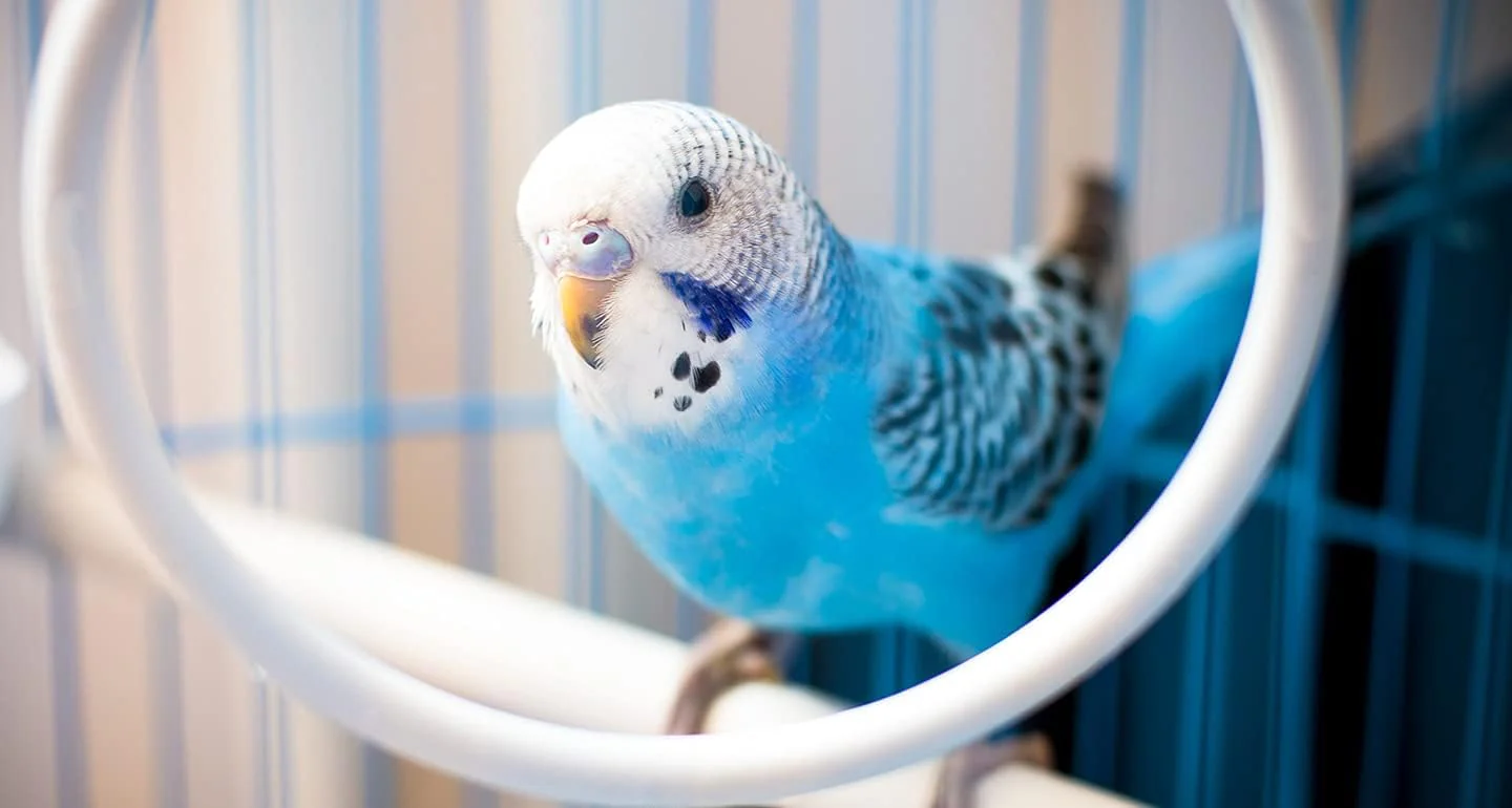 JW® Hall Of Mirrors Bird Toys - Image 7