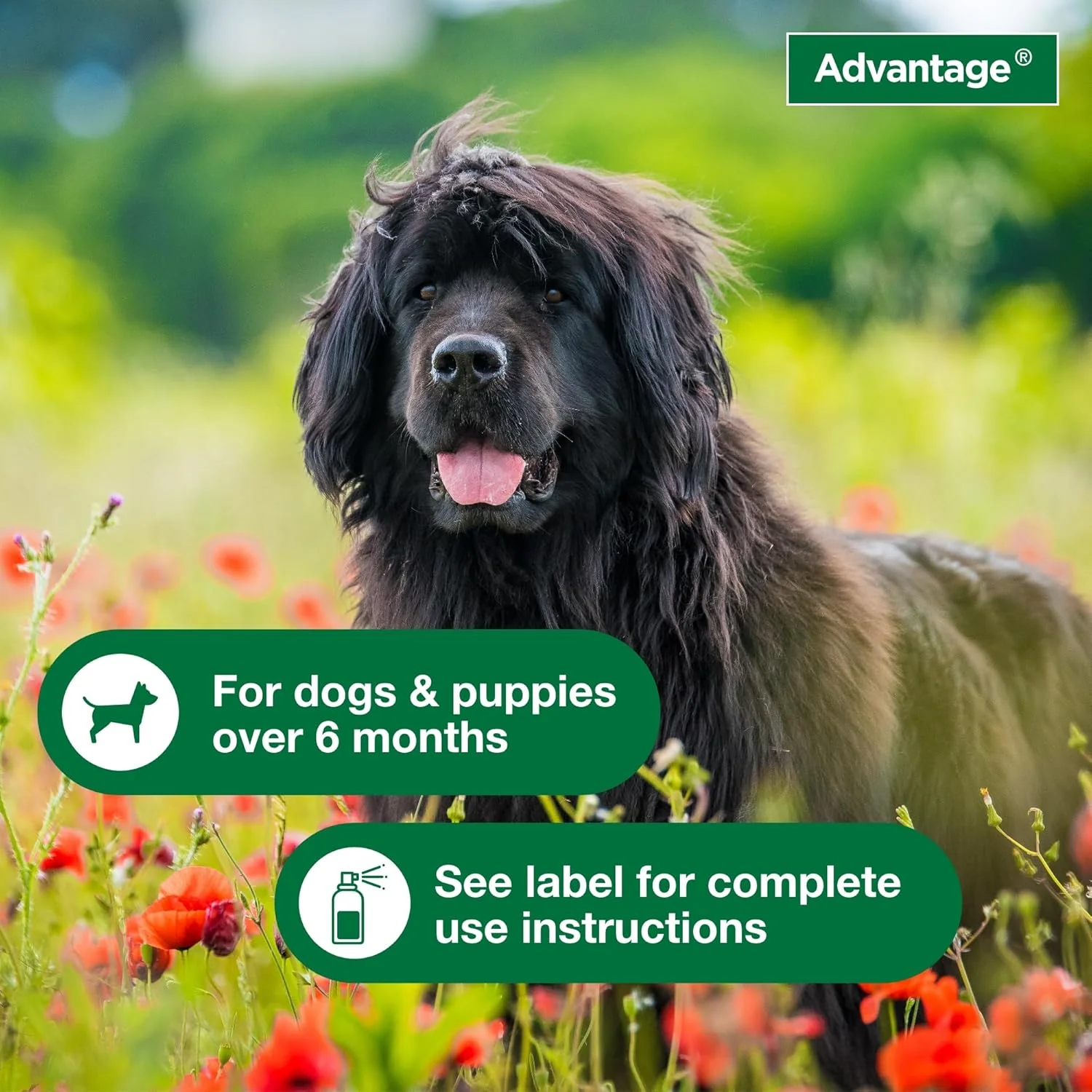 Advantage Dog Flea Treatment Spray | Kills Fleas & Ticks | Dog Flea Spray - Image 6