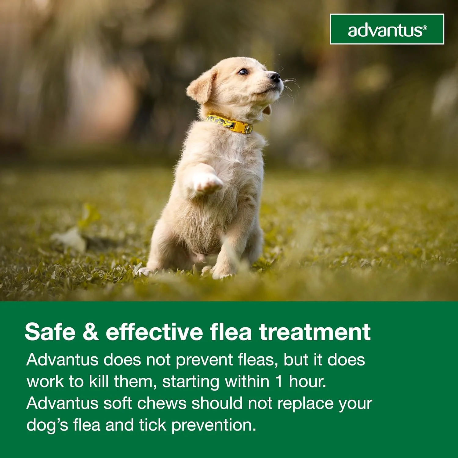 Advantus Dog Advantus Chewable Flea Treatment for Dogs | 30 ct. - Image 9