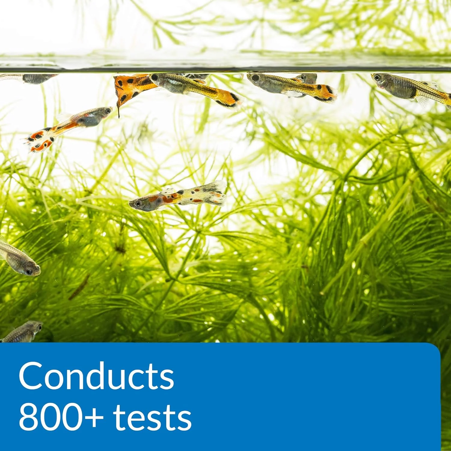 API FRESHWATER MASTER TEST KIT 800-Test Freshwater Aquarium Water Master Test Kit - Image 7