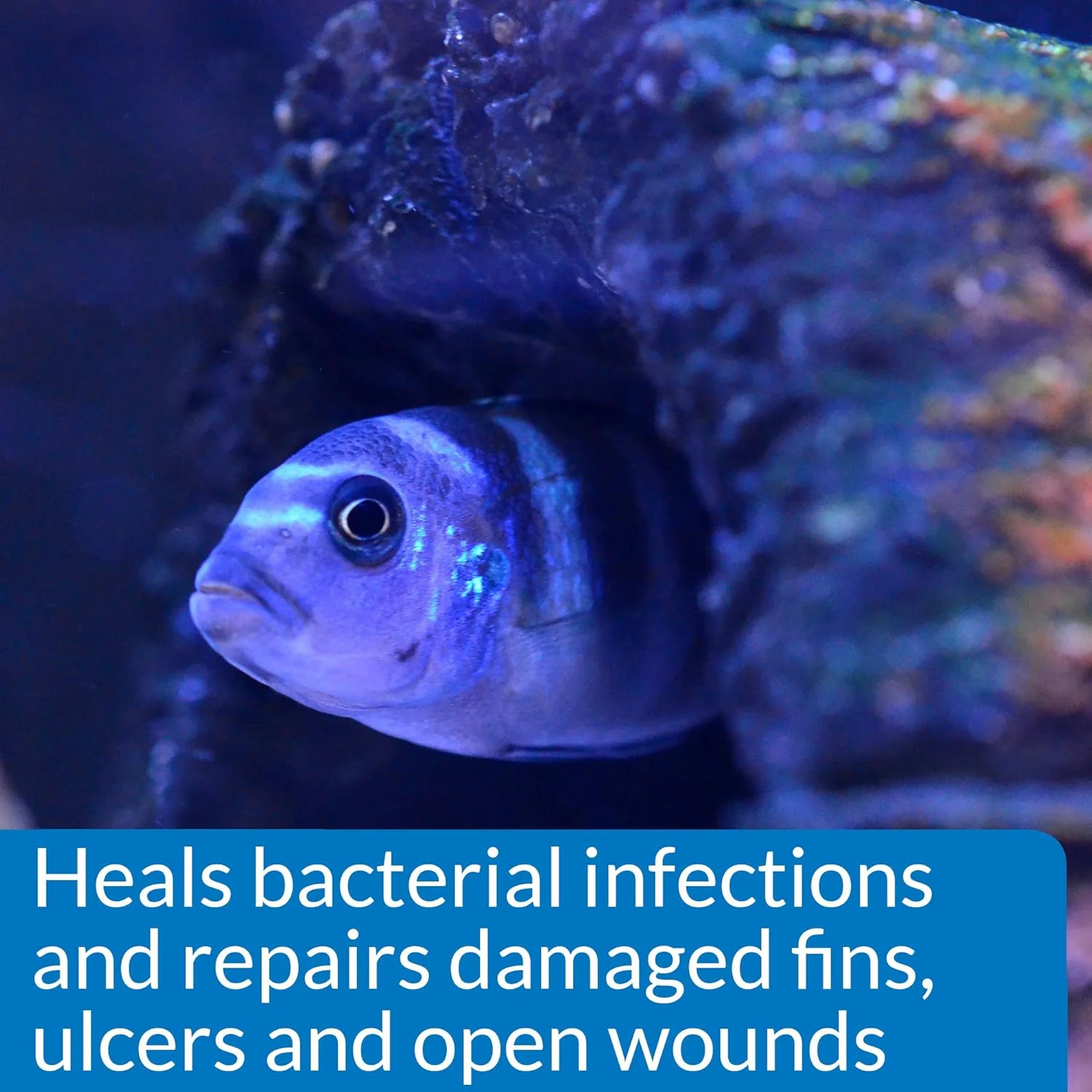 API MELAFIX Freshwater Fish Bacterial Infection Remedy - Image 5
