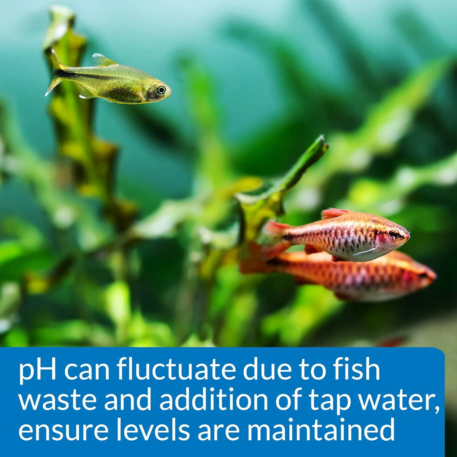 API PH TEST KIT 250-Test Freshwater Aquarium Water pH Test Kit - Image 5
