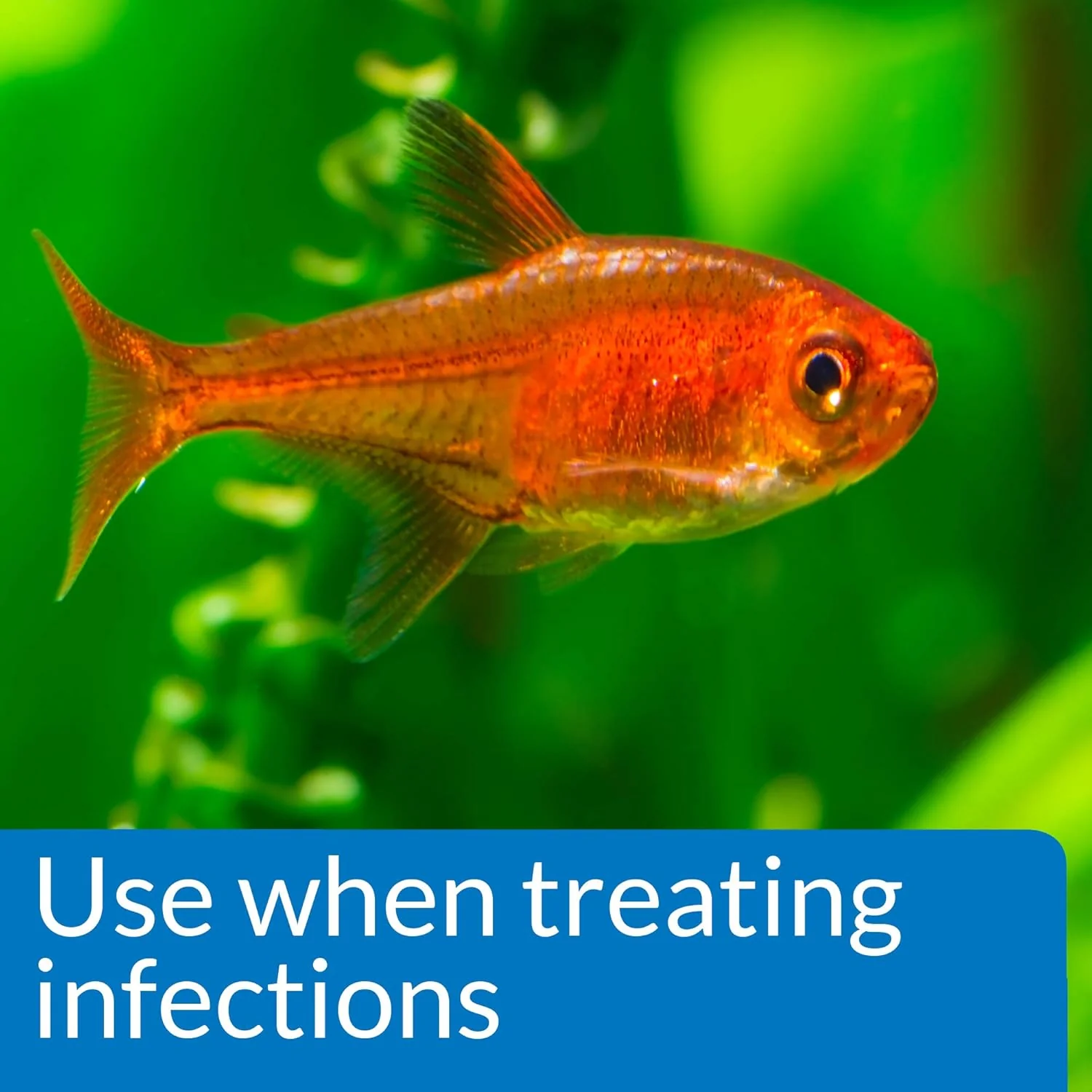 API PIMAFIX Antifungal Freshwater and Saltwater Fish Remedy - Image 4