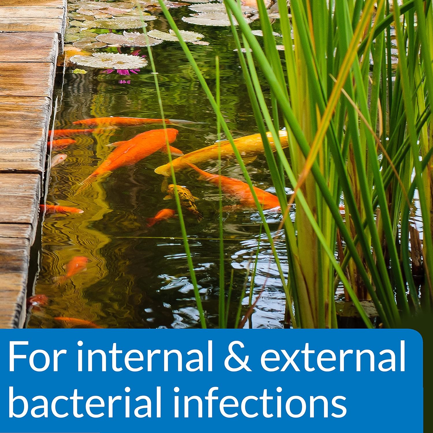 API POND PIMAFIX Antifungal Pond Fish Infection Remedy - Image 4