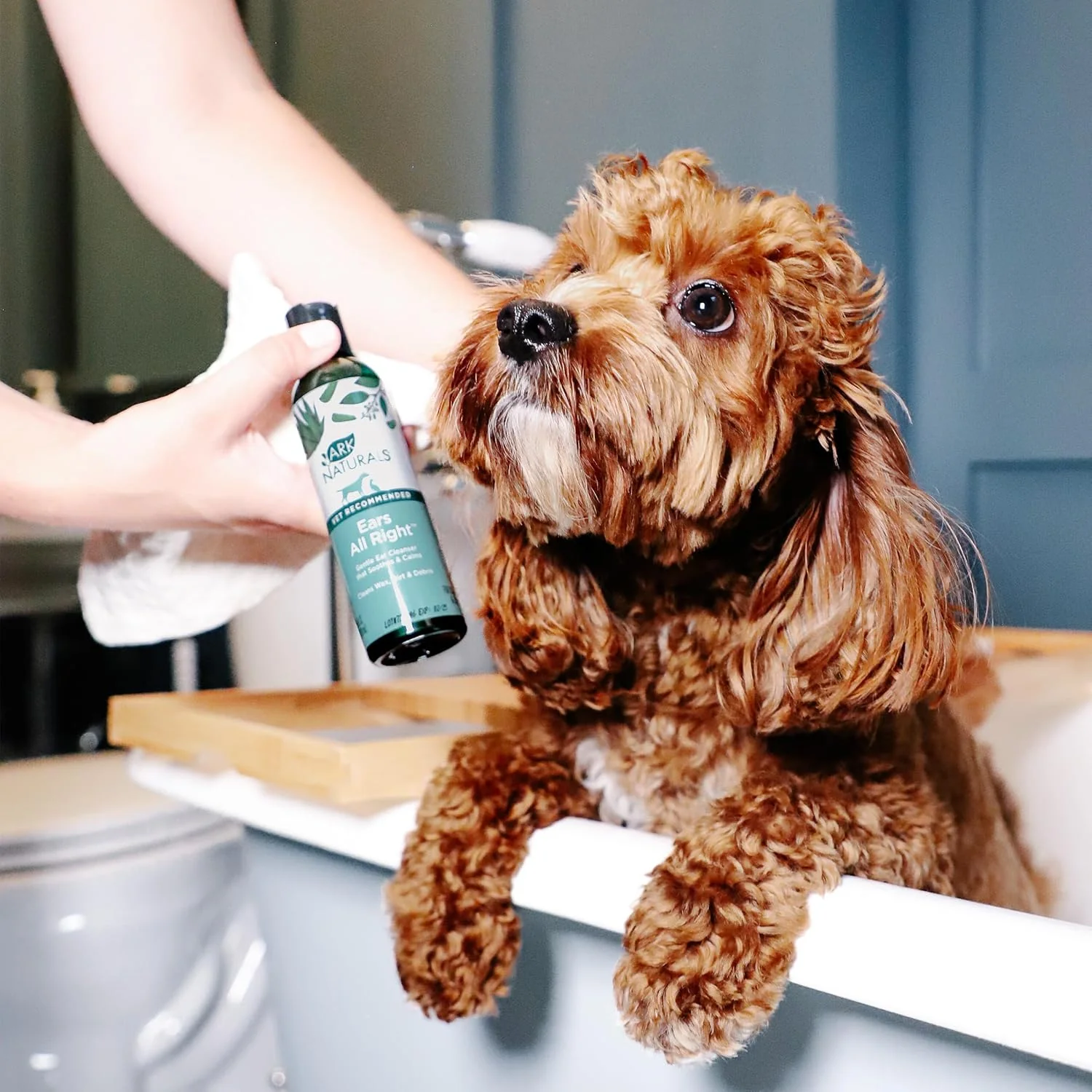 Ark Naturals Ears All Right Gentle Ear Cleansing Lotion for Dogs, Relieve Issues with Infection, Allergies, Odor and Wax, Natural Botanical Formula, 4 oz Bottle - Image 5