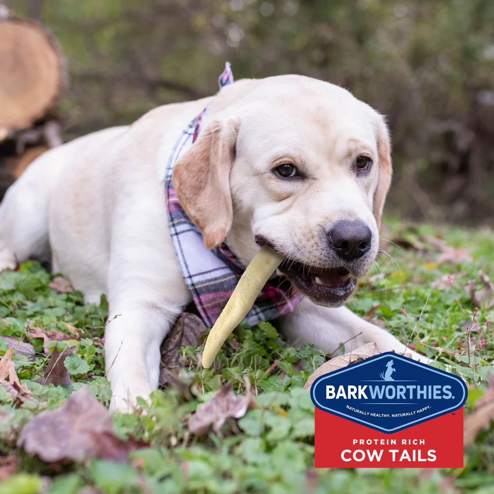 Barkworthies All Natural Cow Tail Dog Chews - Image 4