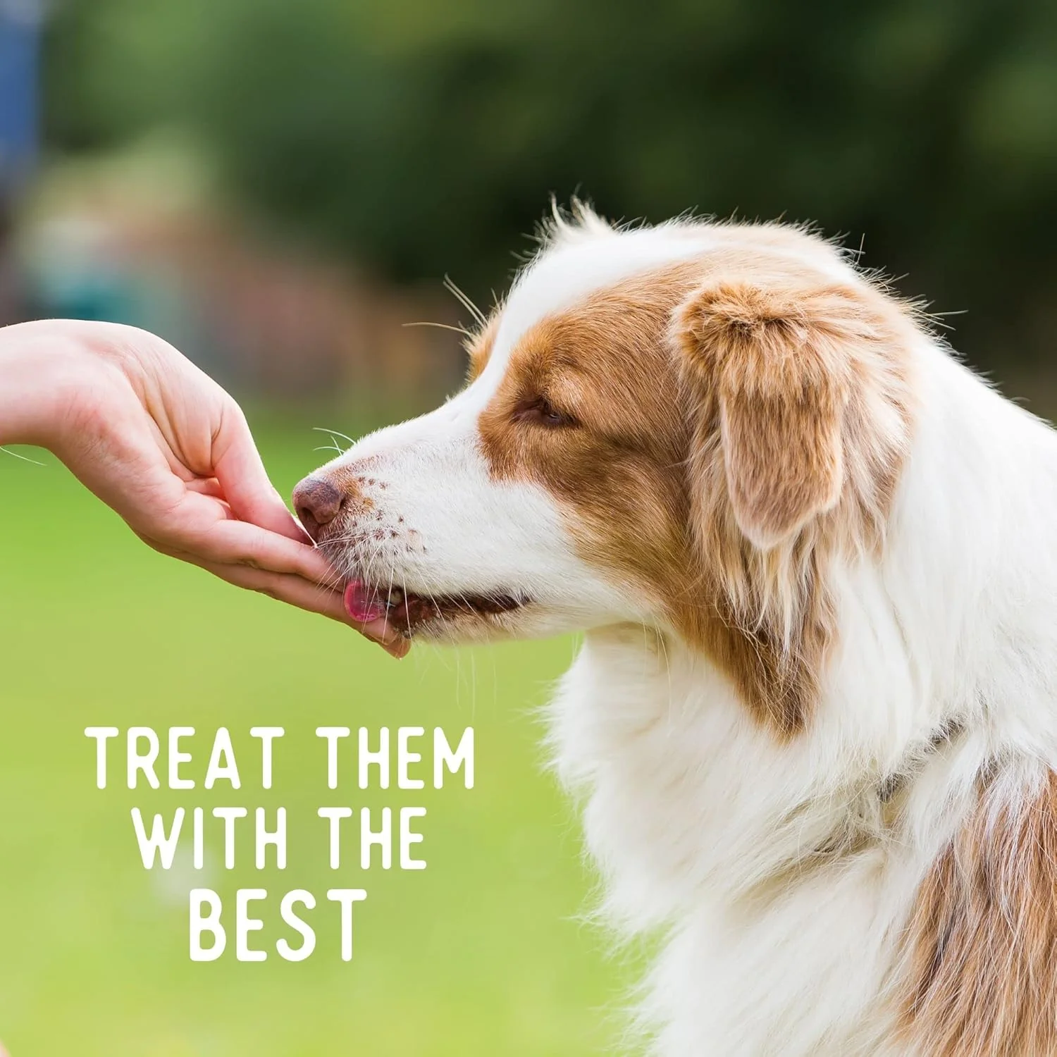 Beg & Barker Chicken Chips for Dogs - Single Ingredient Dog Treats Made for Small and Large Dogs Protein Human Grade Dog Treats Made from Real Meat Chicken, Made in USA - Image 3