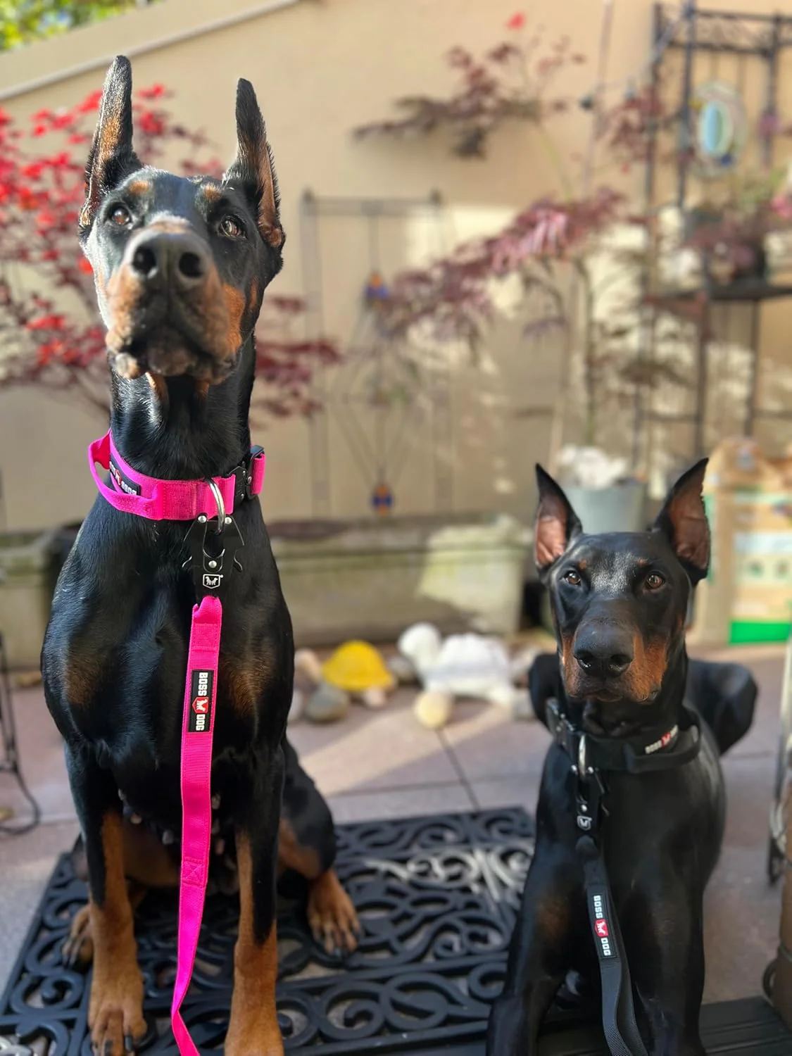 Boss Dog Tactical Adjustable Collar, Hot Pink - Image 2