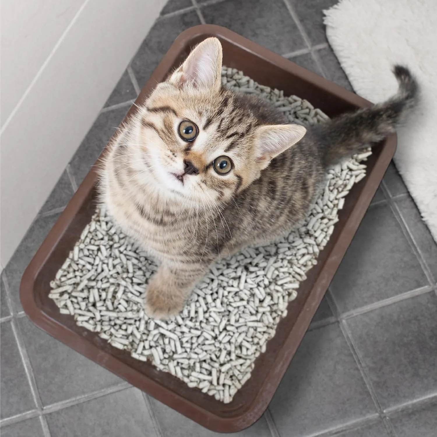 Breeder Celect® | 99% Recycled Paper Cat Litter Pellets | Highly Absorbent | Odor Control | Controls Odors Naturally | Natural and Nontoxic | Low Dust and Easy to Clean | - Image 3