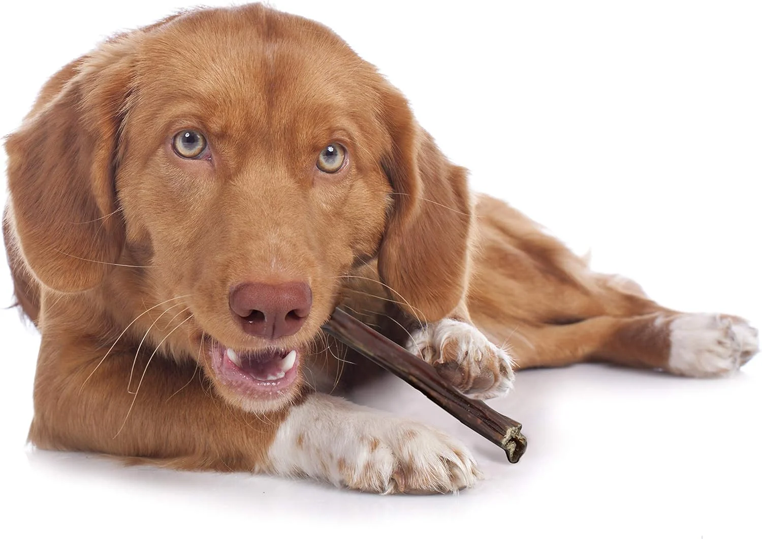 Cadet 100% Beef Strips Dog Chew Sticks, Long-Lasting Single-Ingredient Natural Treats, High-Protein, Perfect for Small & Large Breeds - Image 7