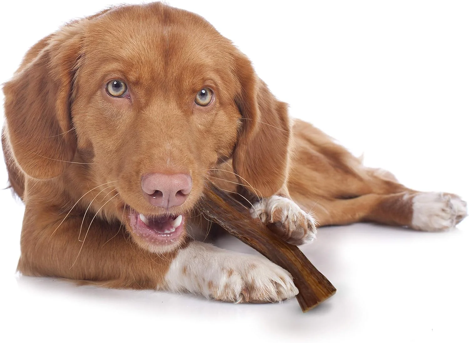 Cadet 100% Beef Strips Dog Chew Sticks, Long-Lasting Single-Ingredient Natural Treats, High-Protein, Perfect for Small & Large Breeds - Image 7