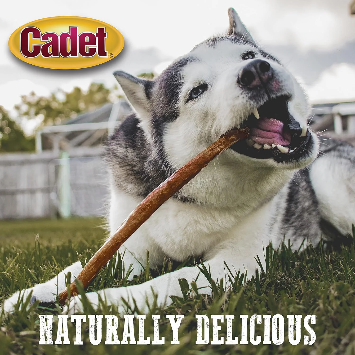 Cadet Bully Hide Sticks for Large Dogs, All-Natural Beef Pizzle, Limited-Ingredient Long-Lasting Dog Chews for Aggressive Chewers - Image 12