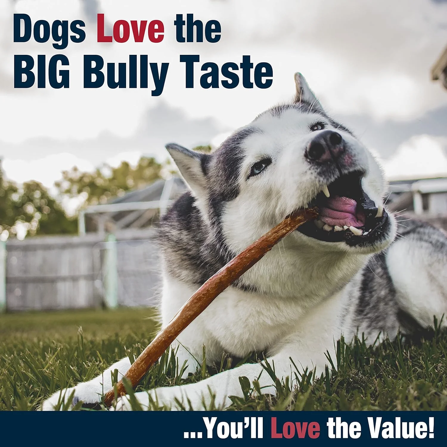 Cadet Bully Hide Sticks for Large Dogs, All-Natural Beef Pizzle, Limited-Ingredient Long-Lasting Dog Chews for Aggressive Chewers - Image 6