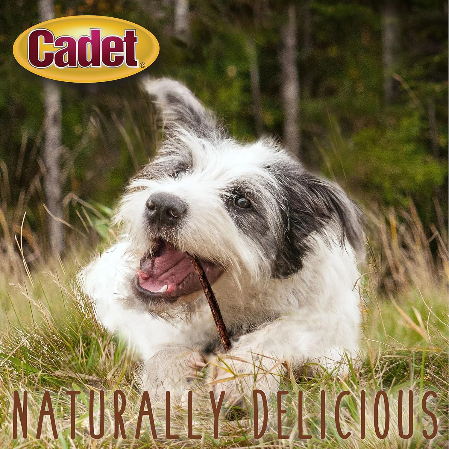 Cadet Premium Grade Beef Hide for Dogs, Long-Lasting Munchy Chew Sticks, Single-Ingredient Rawhide Dog Chews, 5-Inch - Image 4