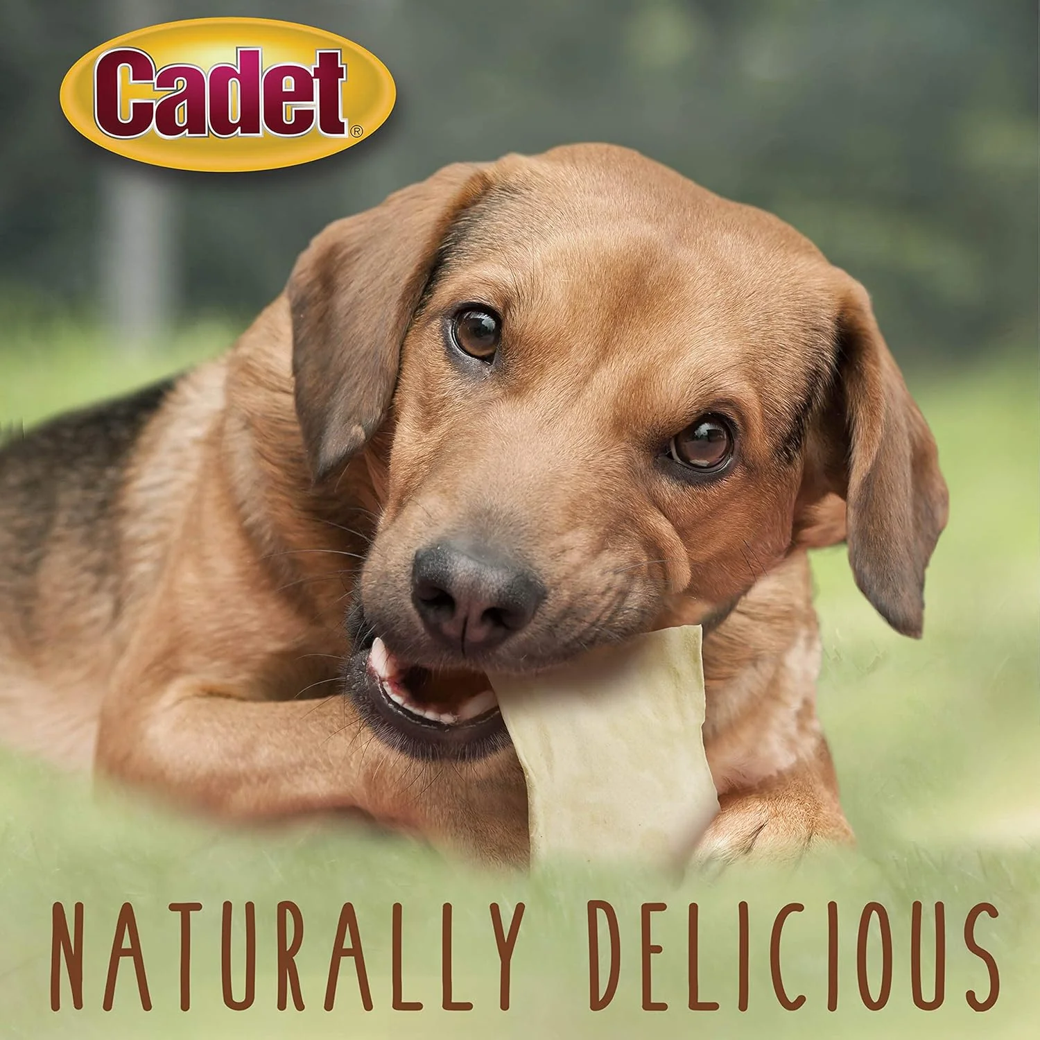 Cadet Premium Grade Beef Hide for Dogs, Rawhide Long Lasting Dog Chews, Chips, Curls & Rolls for Small/Medium/Large Dogs - Image 5