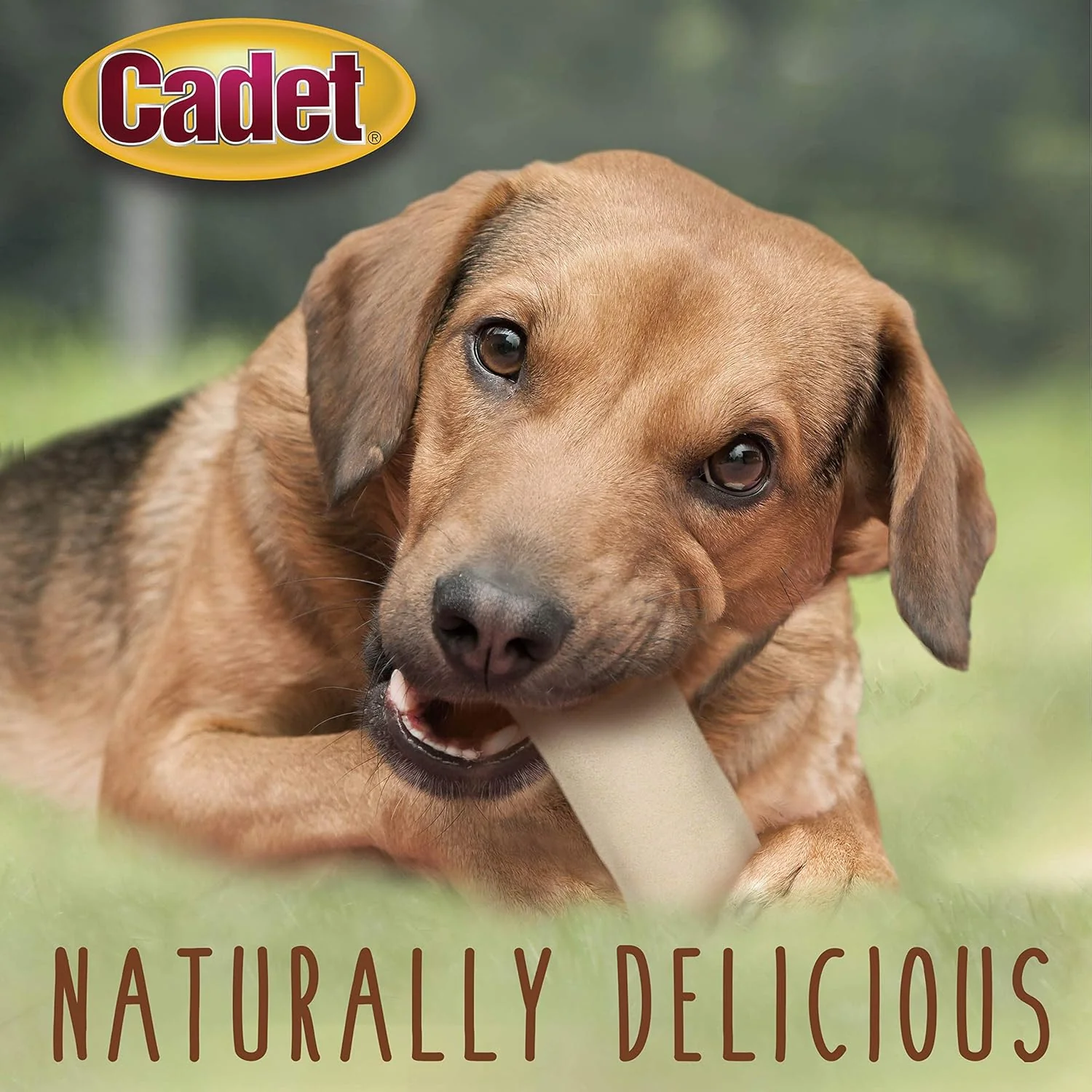 Cadet Premium Grade Beef Hide, Long-Lasting Rawhide Rolls, Single-Ingredient Dog Chews for Small Breeds - Image 5