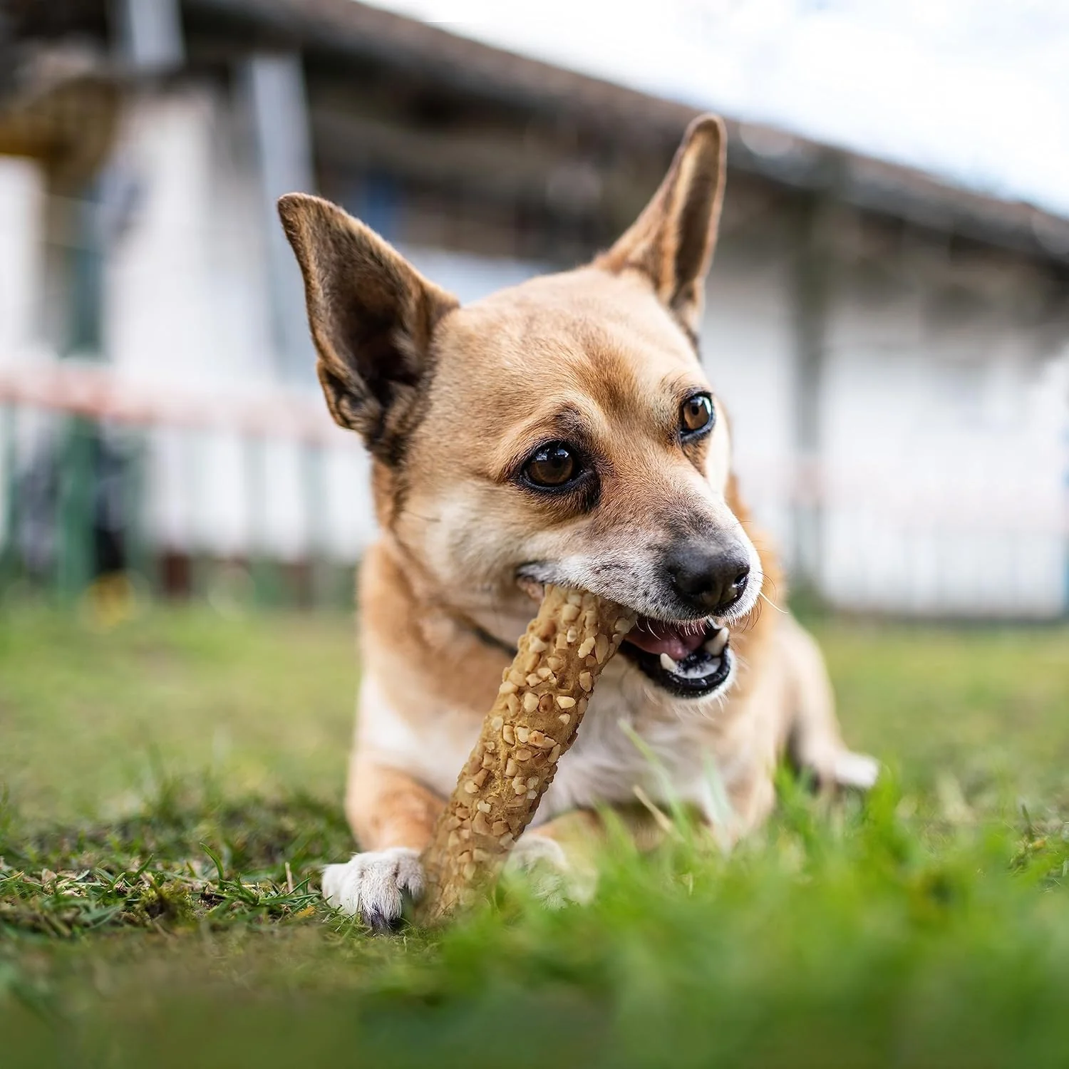 Cadet Smart Hide Rawhide Free Dog Treats – Peanut Coated - Image 10