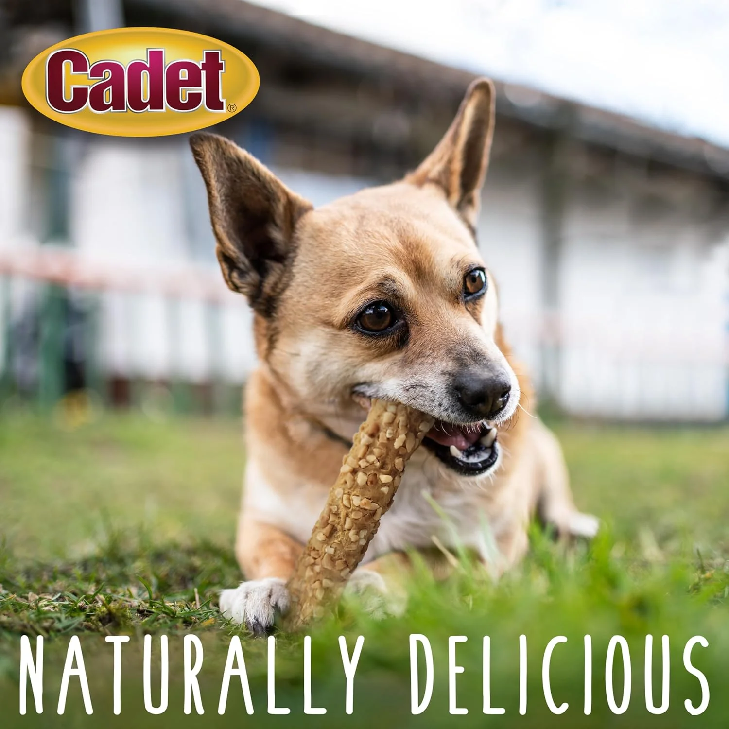 Cadet Smart Hide Rawhide Free Dog Treats – Peanut Coated - Image 5