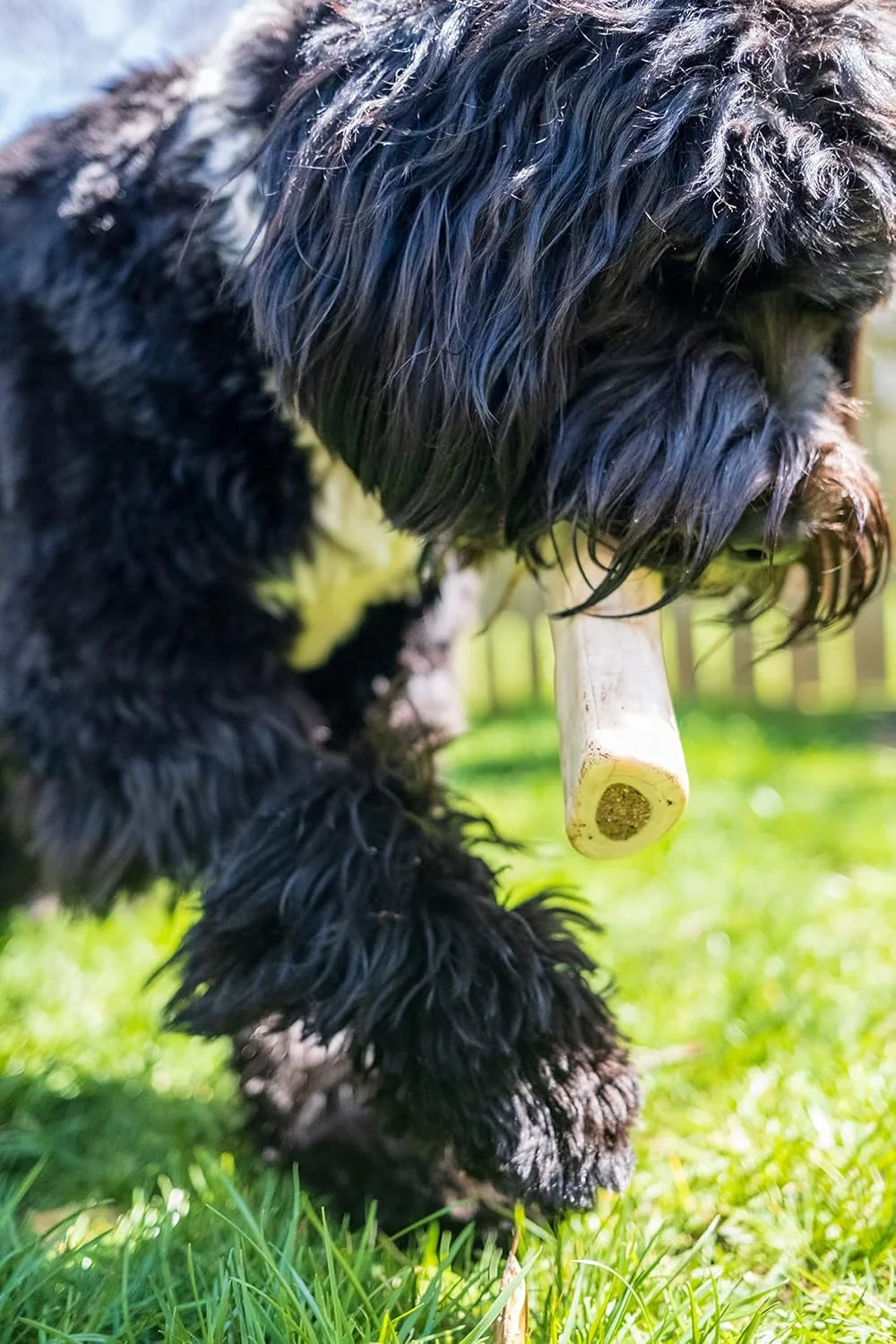 Cadet Stuffed Shin Bone - Highly Digestible, High Protein, Long-Lasting Dog Chew Bone for Aggressive Chewers, Supports Dental Health, - Bully Stick Flavor - Image 6