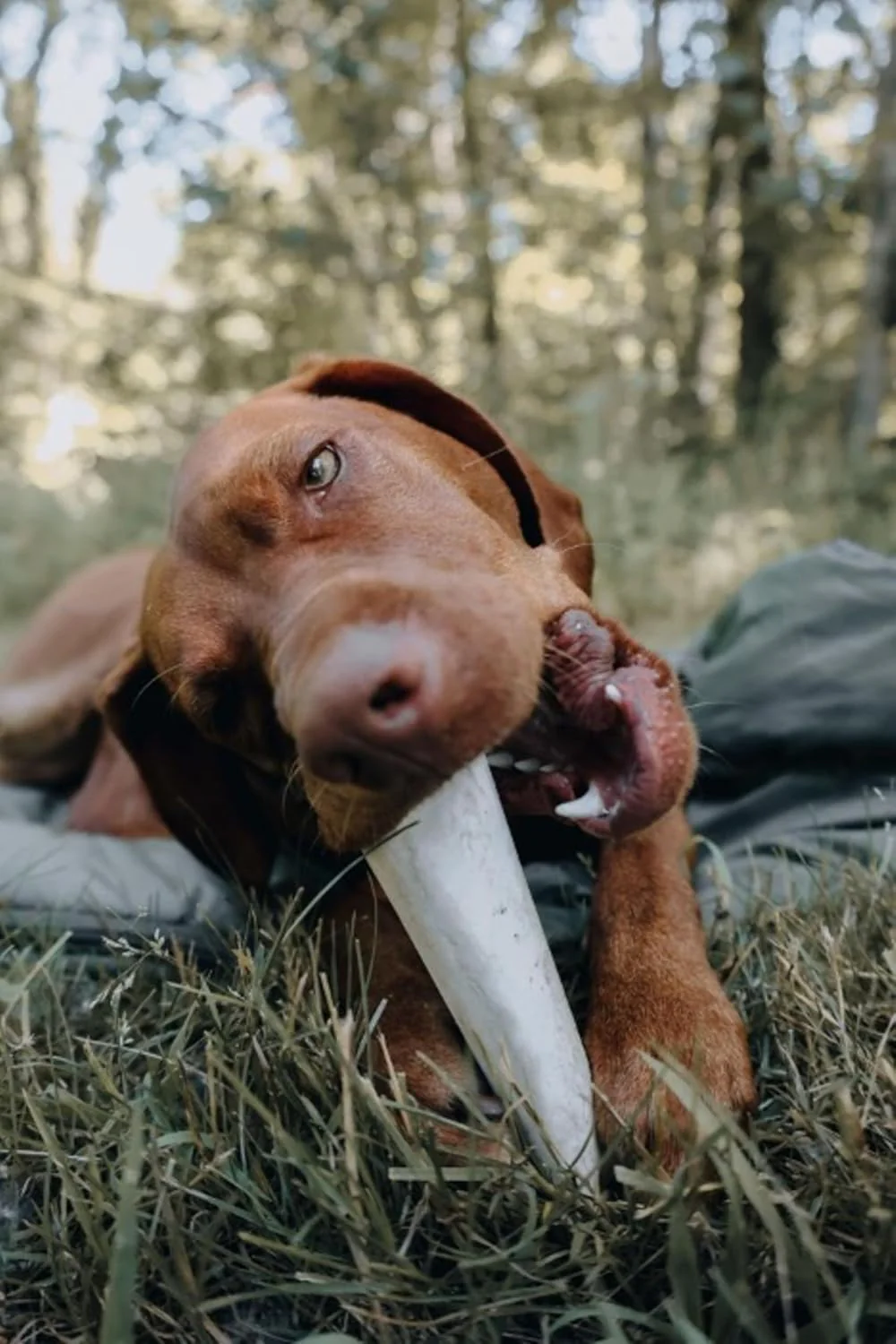 Cadet Stuffed Shin Bone - Highly Digestible, High Protein, Long-Lasting Dog Chew Bone for Aggressive Chewers, Supports Dental Health, - Chicken Flavor, Large - Image 3