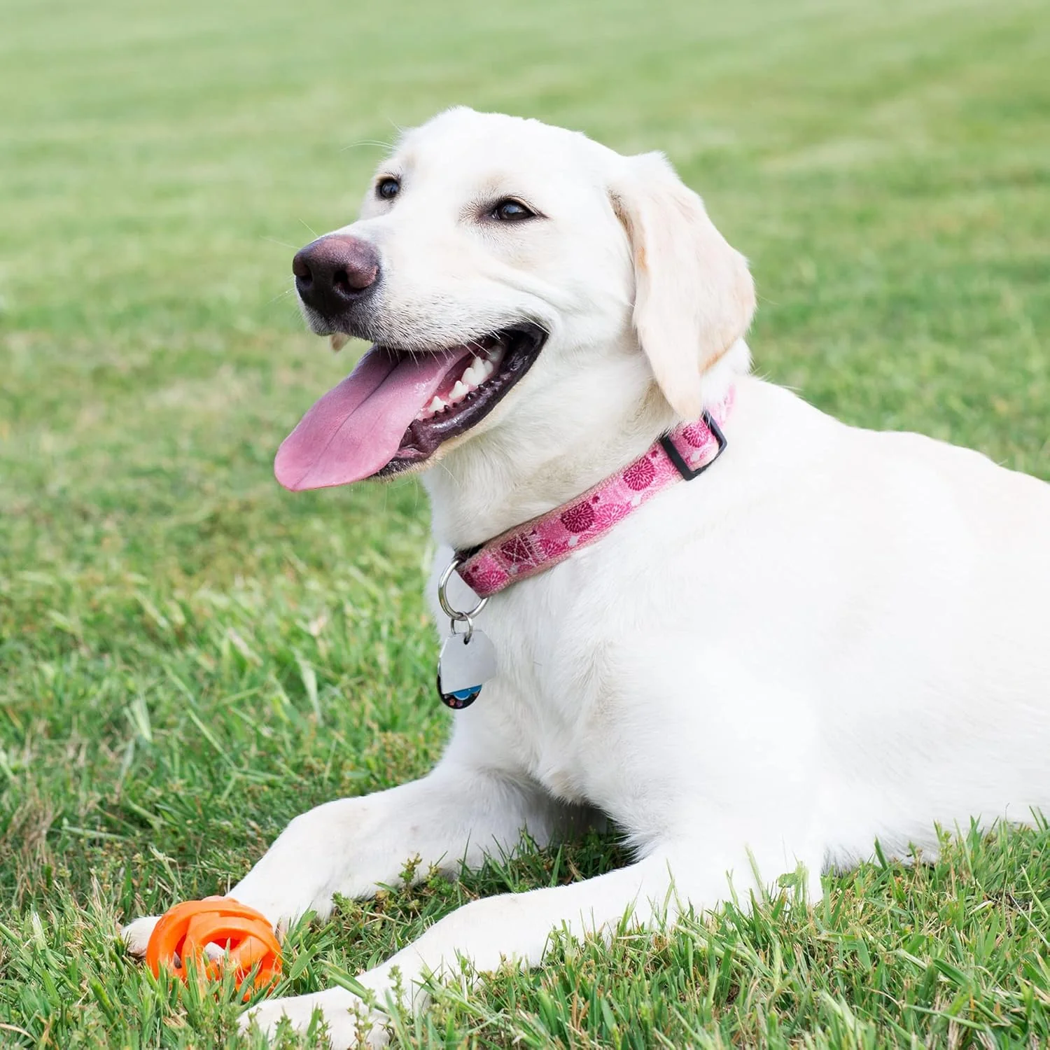 Chuckit! Air Fetch Ball Dog Toy - For Dogs 60-100 lbs - Bouncy and Durable - Hollow Design - Image 4