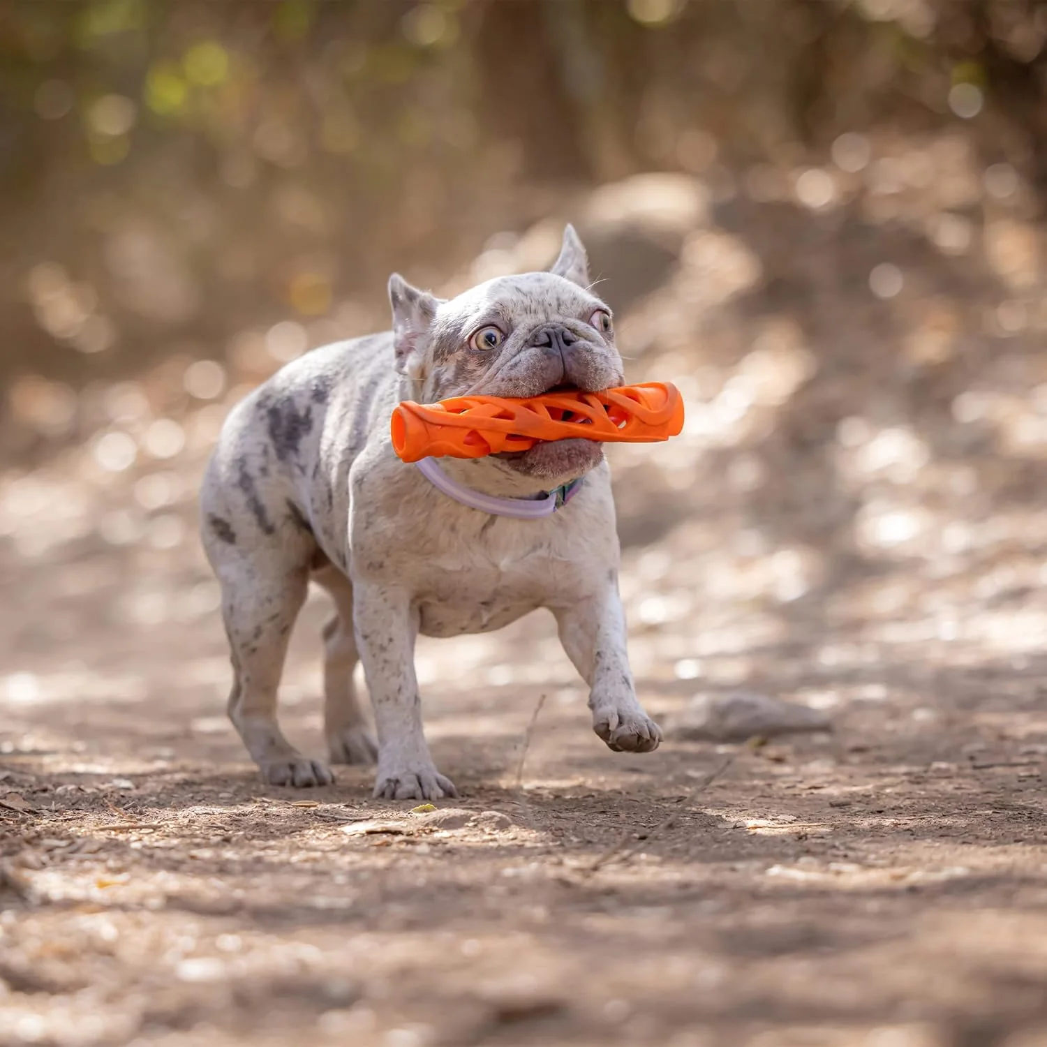 Chuckit! Air Fetch Stick Dog Toy, Orange - Image 6