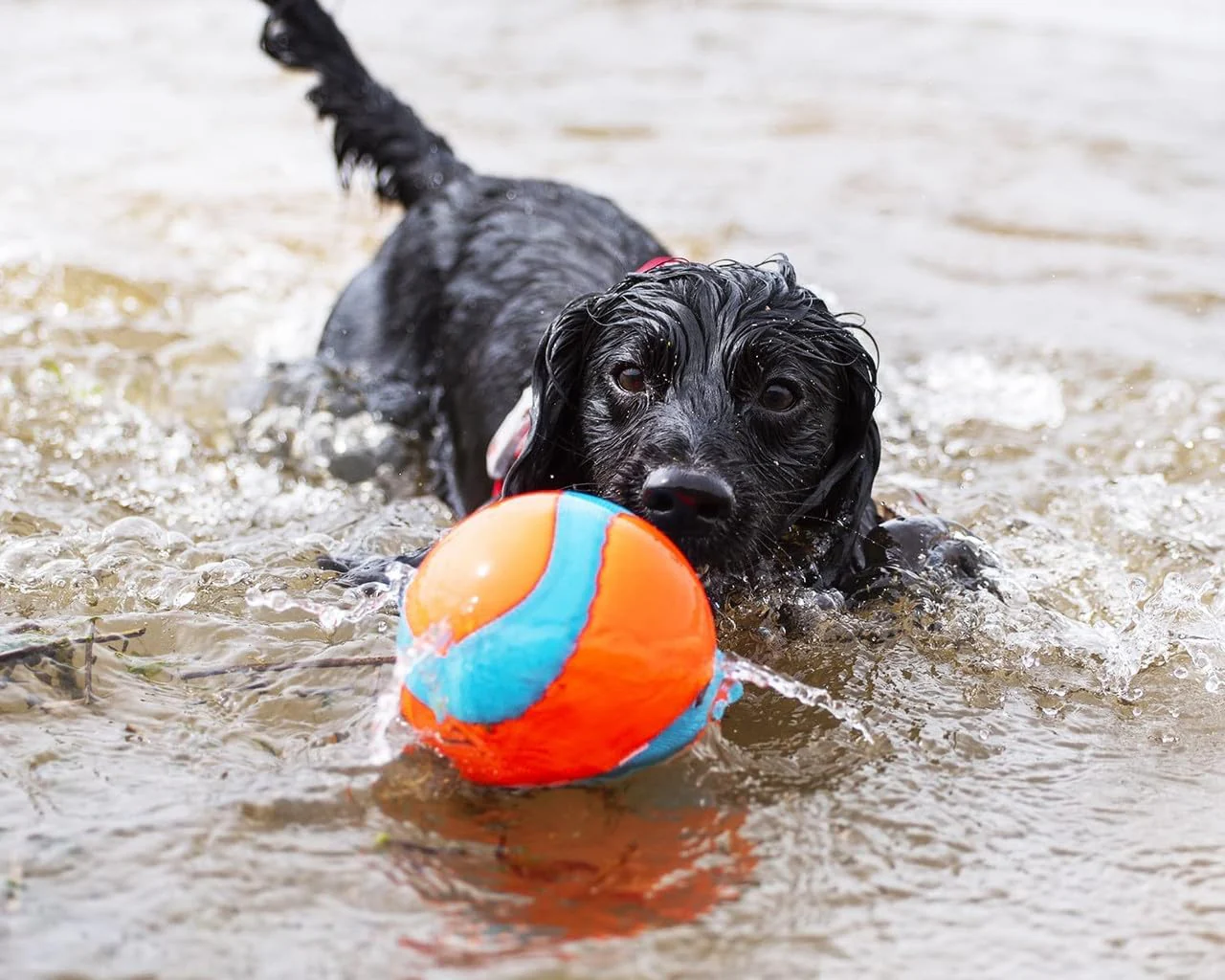 Chuckit! Amphibious for Medium and Large Dogs - Image 5