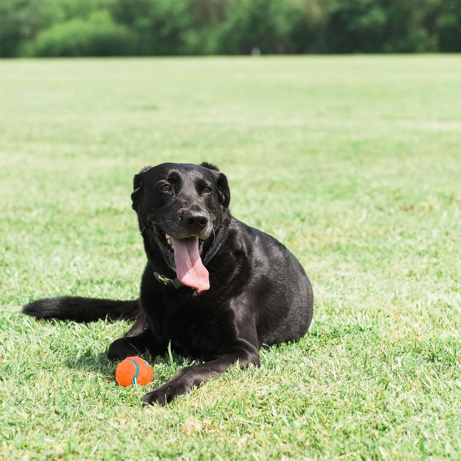 Chuckit! Dog Tennis Ball Dog Toy, Pack of 2 - Image 8
