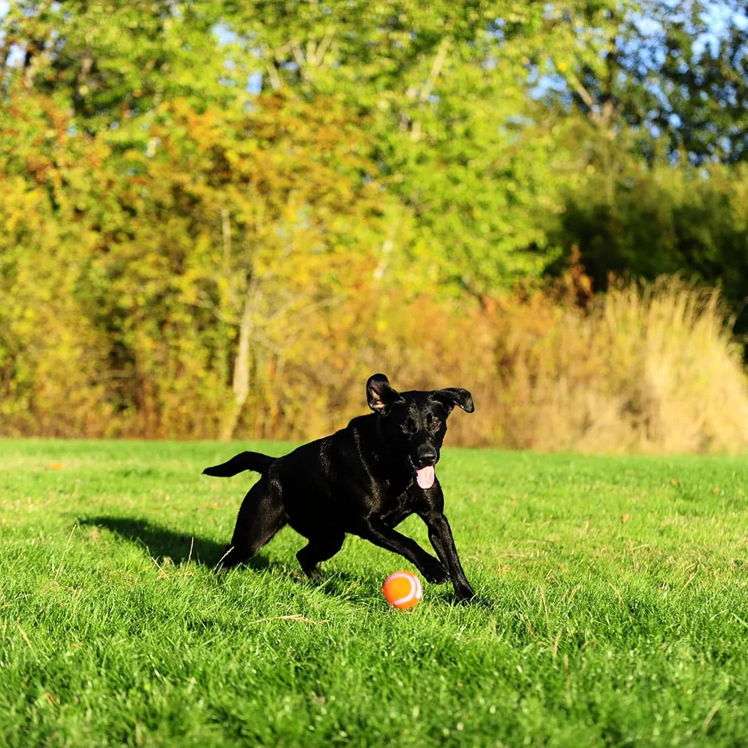 Chuckit! Dog Tennis Ball Dog Toy, Pack of 2 - Image 9
