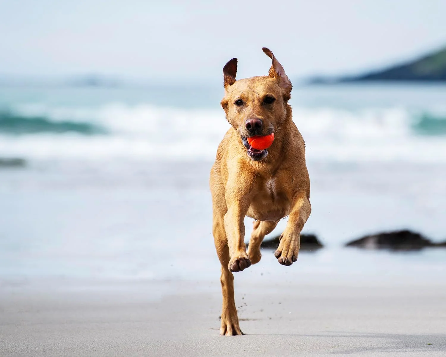 Chuckit! Fetch Ball - Image 4