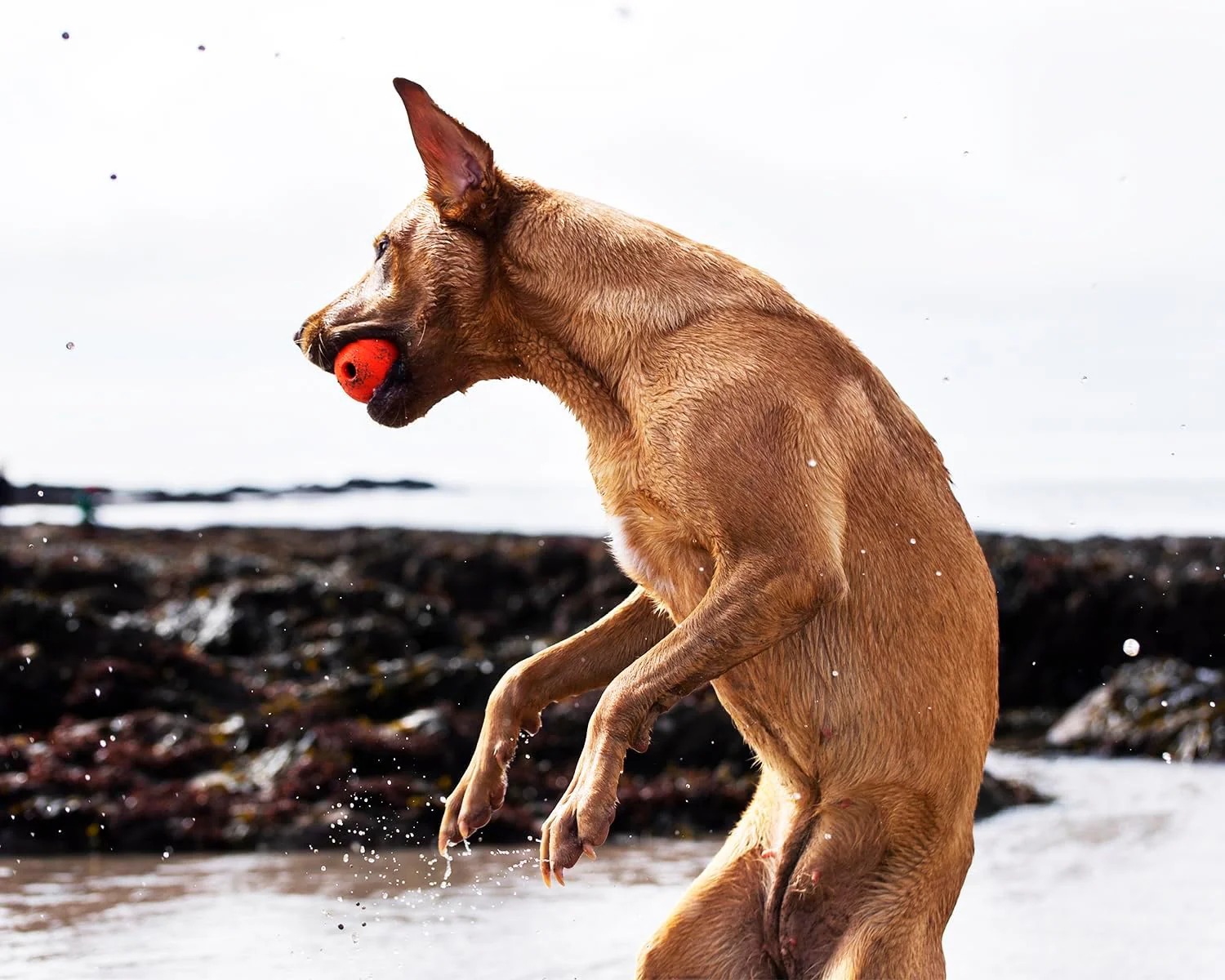 Chuckit! Fetch Ball - Image 5