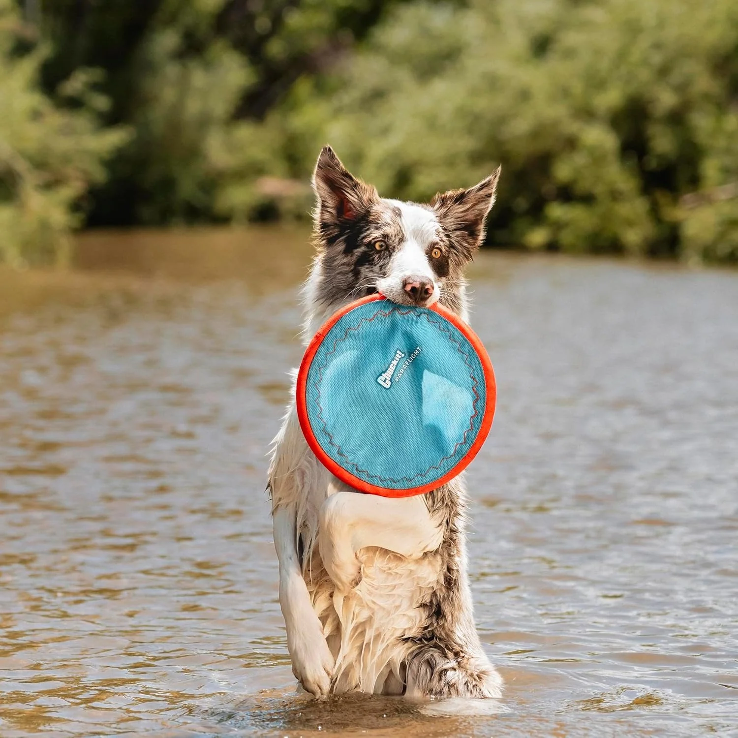 Chuckit! Paraflight Flying Disc Dog Toy - Water Floating Flyer - Durable Nylon Construction with Soft Rubber Edges - For Medium and Large Dogs - Image 2
