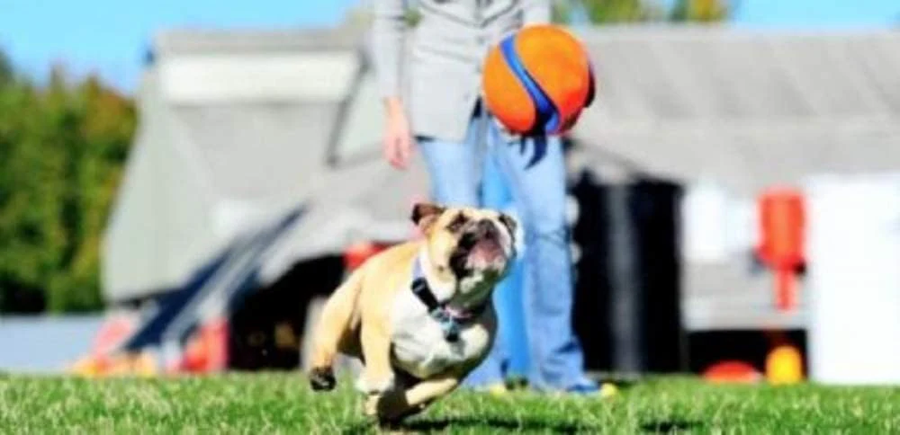 Chuckit! Petmate 251101 Kick Fetch Ball 1EA - Image 7