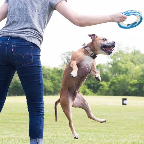 Chuckit! Rugged Fetch Wheel Dog Toy - Image 2