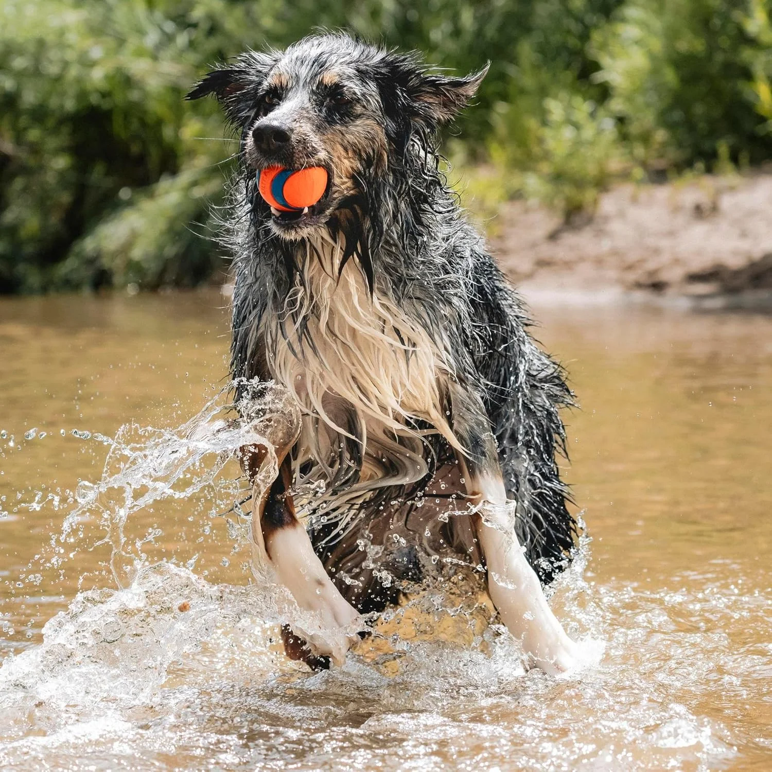 Chuckit! Ultra Ball Dog Toy - For Dogs 60-100 lbs - Made from Durable Rubber - Super Bouncy - Floats in Water - 3-inch Diameter - Pack of 1 - Image 3