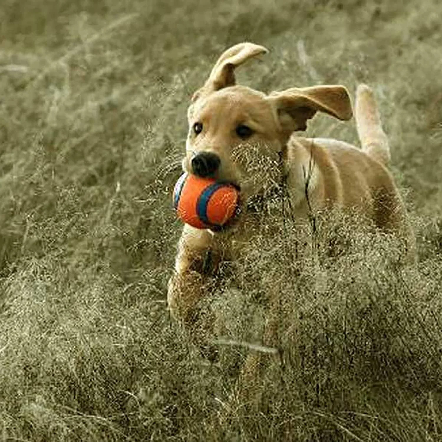 Chuckit! Ultra Balls - Image 6