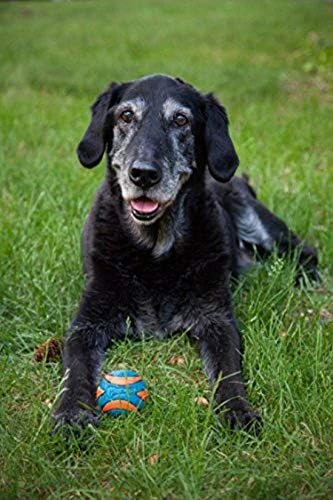 Chuckit! Ultra Squeaker Ball Dog Toy - Image 2