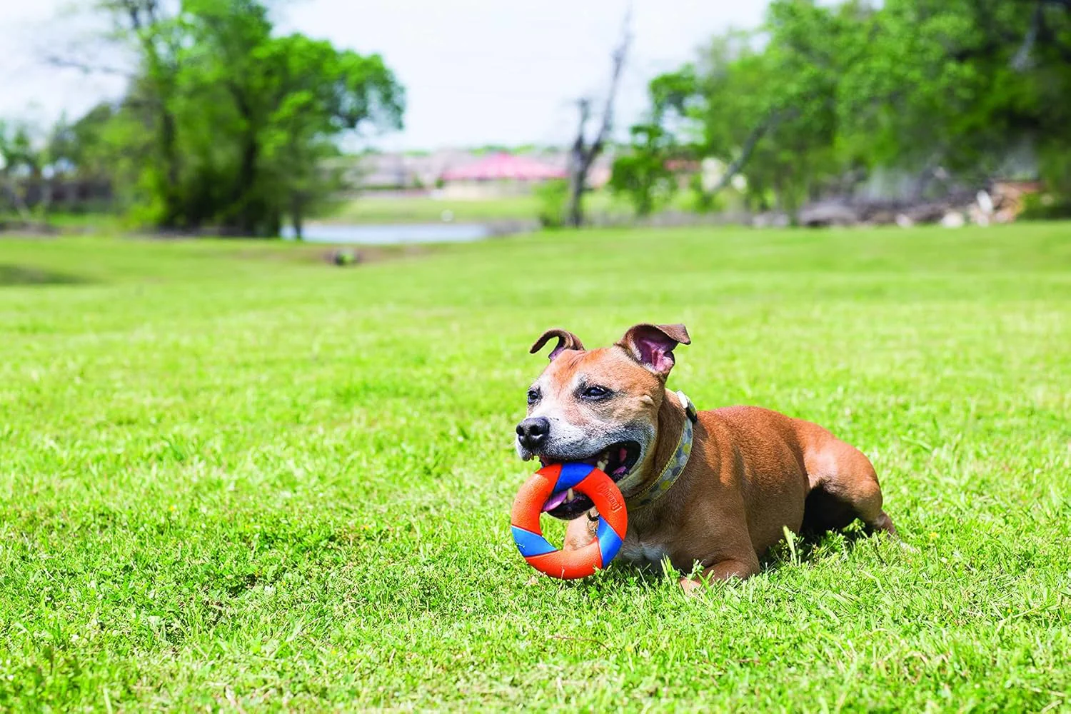 Chuckit! UltraRing Fetch and Chase Outdoor Dog Toy All Breeds - Image 2