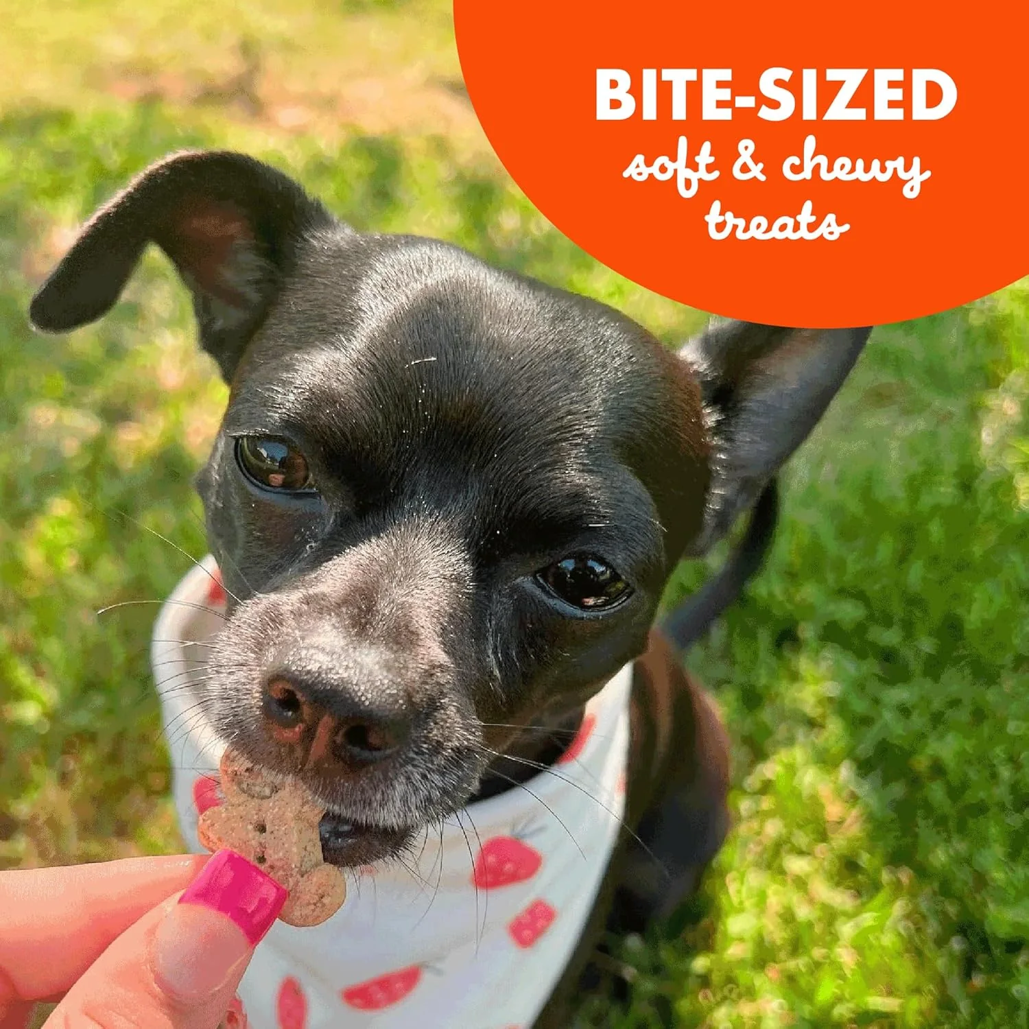 Cloud Star Soft & Chewy Buddy Biscuits - Peanut Butter Flavor - Image 7