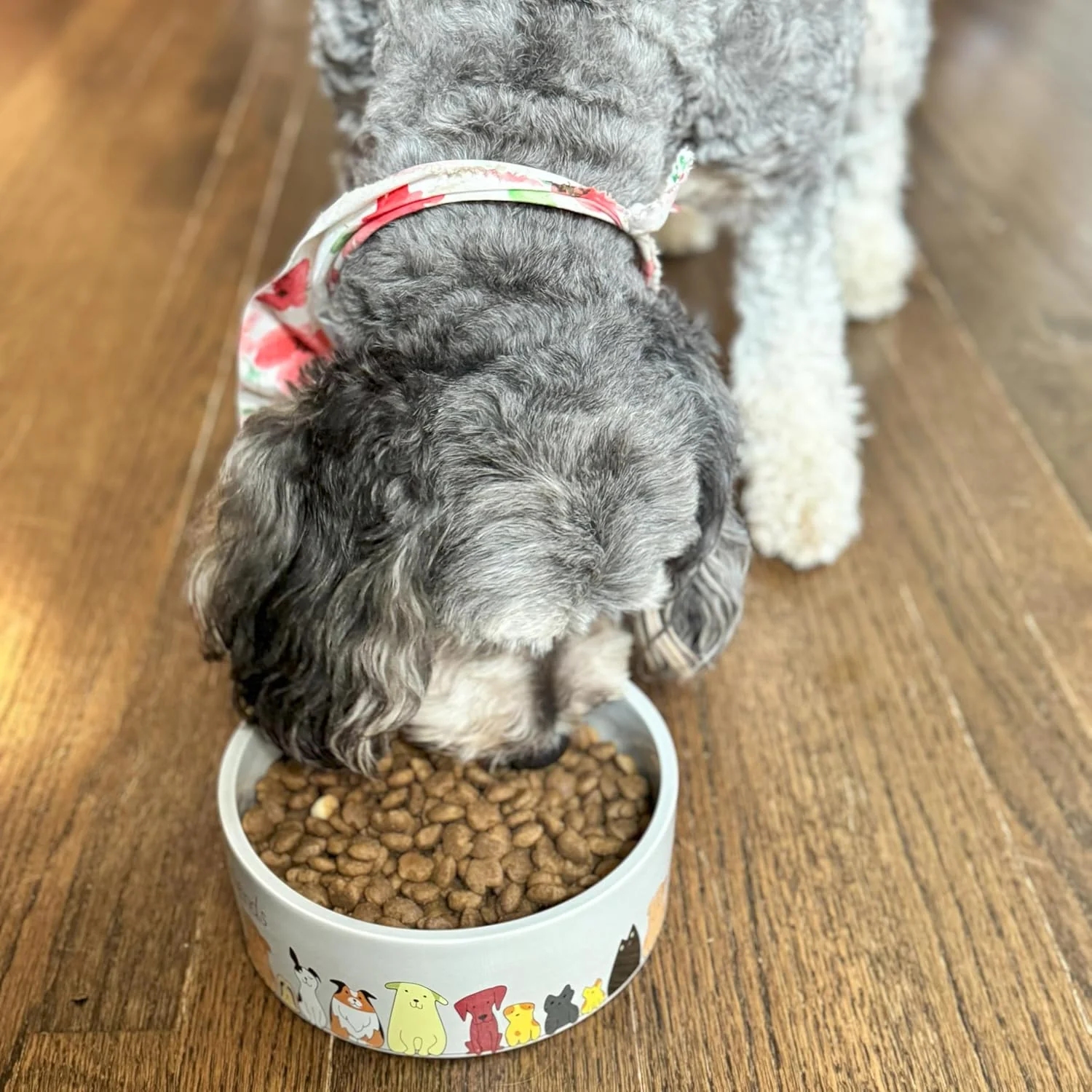SPOT Best Friends Pet Food Dish - Food or Water Ceramic Bowl for Pets, Ideal for Medium & Large Dogs, Dishwasher Safe, 5 Cups (40oz) Capacity - 7in, Light Grey - Image 4
