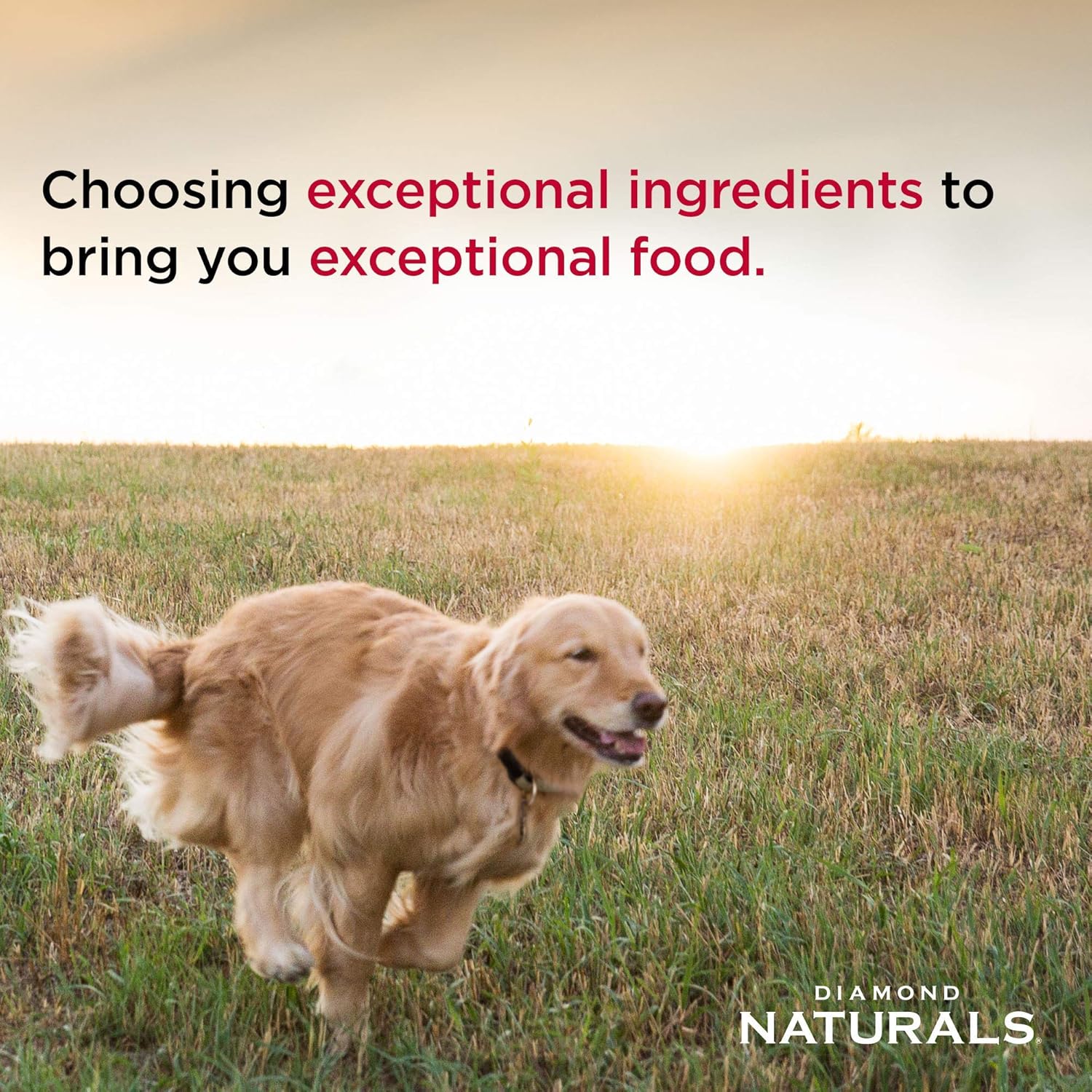 Diamond Naturals All Life Stages Chicken and Rice Formula Dry Dog Food Protein from Real Chicken, and Probiotics - Image 5
