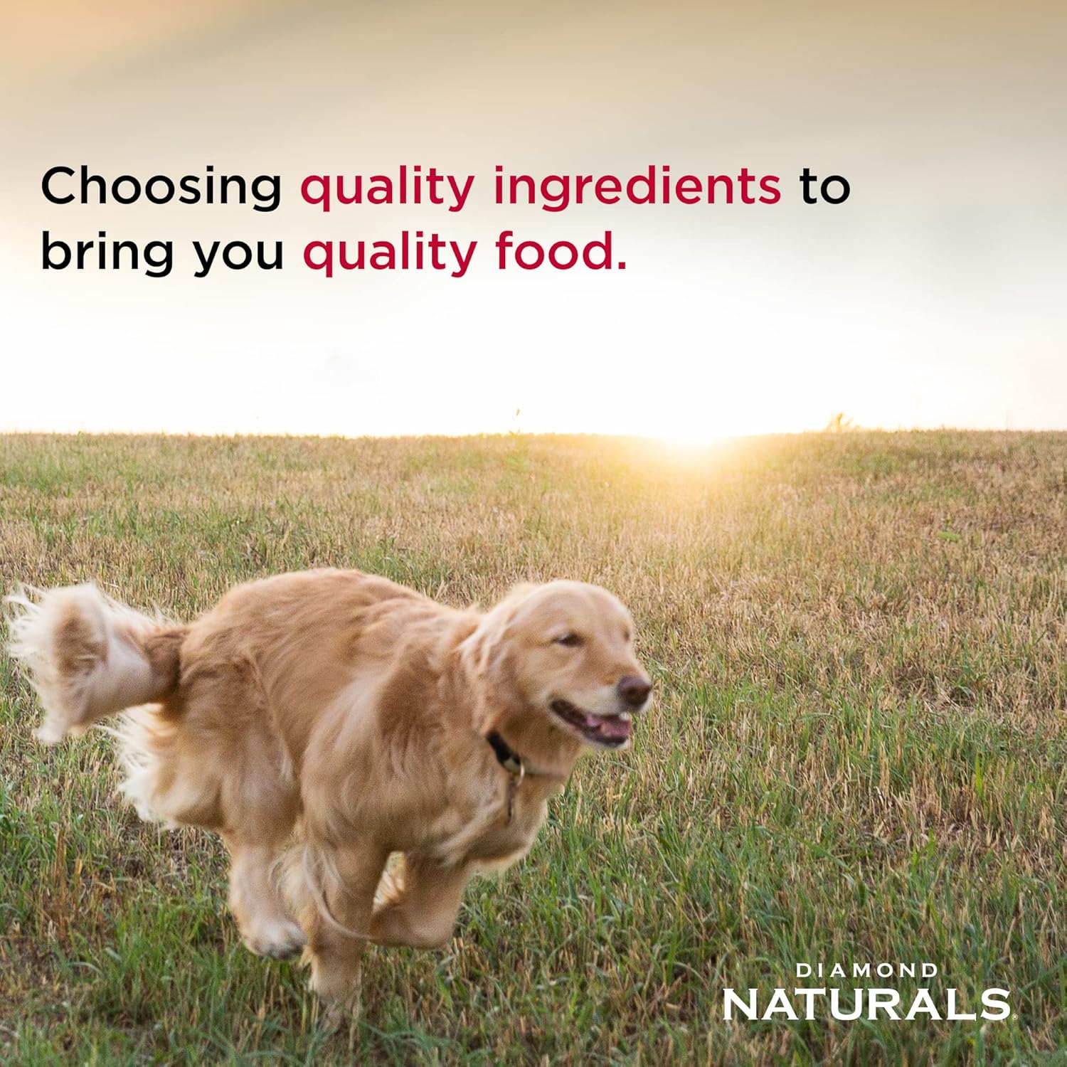 Diamond Naturals Beef Dinner Can Dog 12/13.2oz - Image 4