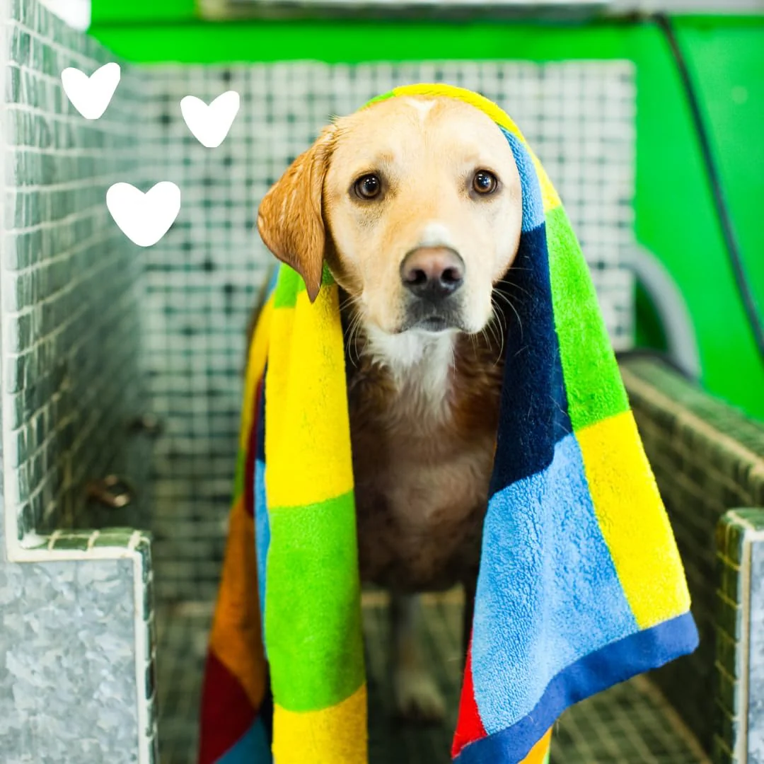 Earthbath, Sweet Orange Dirty Dog Shampoo - Cruelty Free Dog Shampoo and Conditioner, Made in USA, Gentle Dog Wash, Best Puppy Shampoo & Puppy Supplies - Image 4